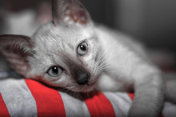 Kittens are playing naughty on the floor in the house.