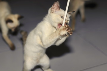 Kittens are playing naughty on the floor in the house.