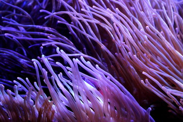 Heteractis Magnifica, Marine biology, Sea anemone in the aquarium