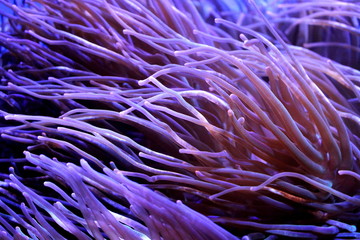 Heteractis Magnifica, Marine biology, Sea anemone in the aquarium