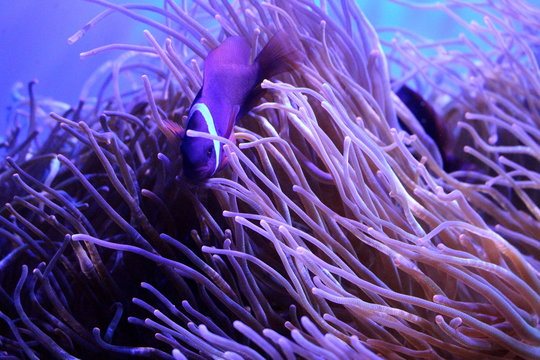 Fish : Saddleback anemonefish, Saddleback clownfish (Amphiprion polymnus) and Heteractis Magnifica