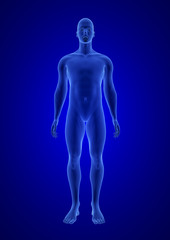 Blue Human Anatomy Body 3D Scan render on blue background