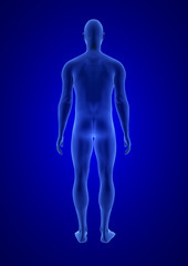 Blue Human Anatomy Body 3D Scan render on blue background - back view