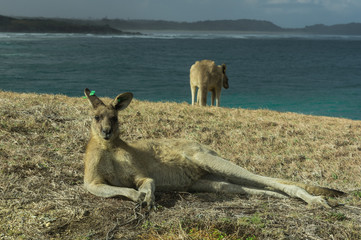 Lazy kangaroo