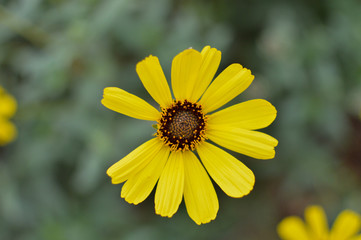 daisy