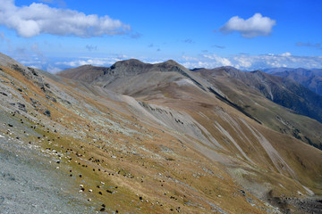 Flock of sheep in the mountains of Arkhyz. Russia