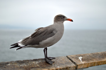 young seagull staring infinity