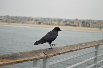 crow on pier fence