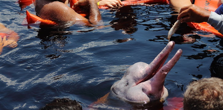 pink boto used to be feeded by tourists in Black River, Amazonas. They haven't teeth to feed themselves. An animal exploitation example to attract tourism