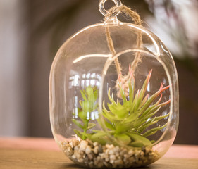 plants in a glass vase