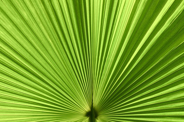 Obraz premium Closeup of Green Palm Leaf as Texture Background