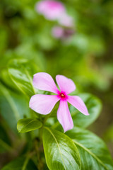 single beautiful pink flower with five petals with green leaves background