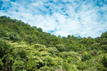 Fototapeta na wymiar cloudy blue sky above the green forest on the hill top
