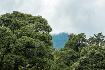 mountain under heavy cloud behind green forest