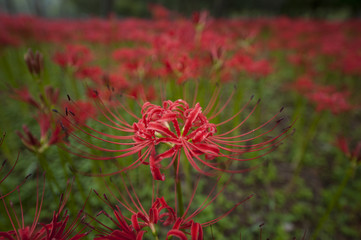 Red Spider Lily Habitat