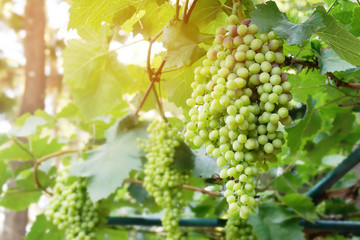 Fresh White Wine Grapes in Vineyard