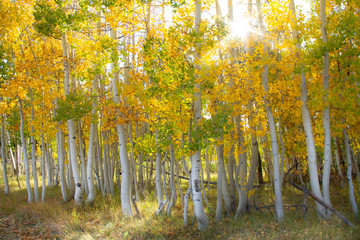 Magnificent bright colored aspen trees with a sunburst in the autumn.