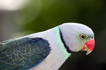 Obraz premium malabar parakeet