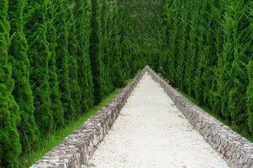 walkway in the garden