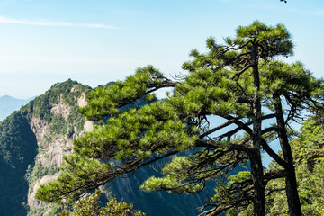 Fototapeta na wymiar pine trees on the top of mount sanqing under the blue cloudy sky