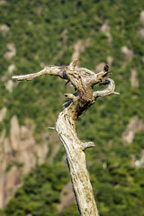 white bare pine tree trunk with green covered cliff backdrop