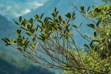 close up of green leaves on the thin branch with valley floor as background