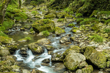 Naklejka na ściany i meble water in the stream rushing down the rocky creek covered in green