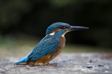 martin-pêcheur