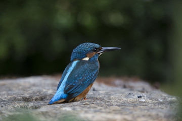 martin-pêcheur