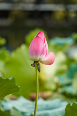 close up of single pink lotus flower bud in the pond surrounded by green lotus leaves