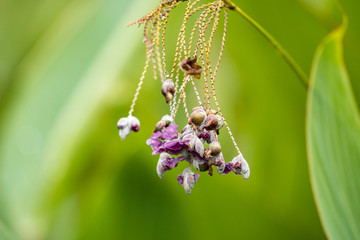 couple purple flowers hanging on the thin branch with green background