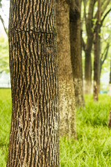 trees in the park grow in grass field with white paint at the bottom of the trunks