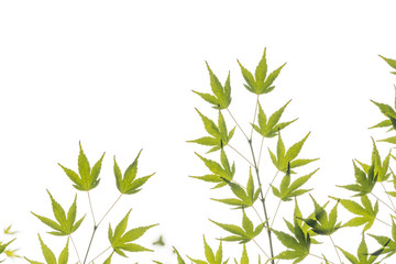 bright white background with green maple leaves at the bottom part