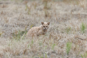 草原の猫