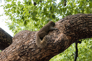 tiny brown squirrel holding on thick tree branch under the green foliage 