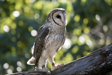 masked owl
