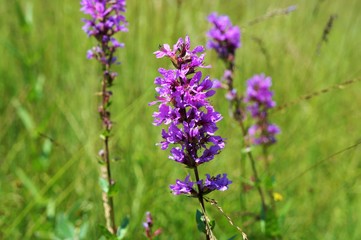 Blumenwiese