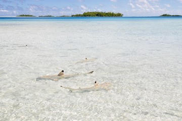 ランギロア 5