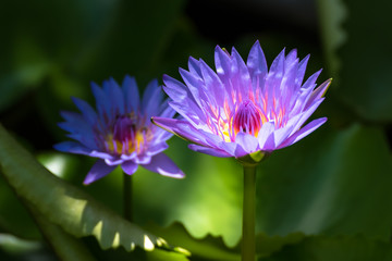 lotus in pond