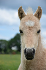 Cute baby horse