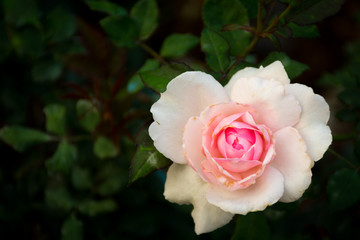 White and pink rose