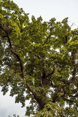 old tree with green leaves covered the view above 