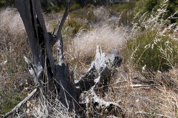 Chinocup Nature Reserve Western Australia, native grass and dead tree trunk
