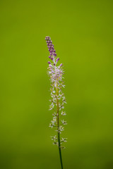 tiny purple flower on thin branch with creamy green background