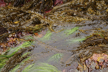 Brown, green and pink seaweed kelp at low tide