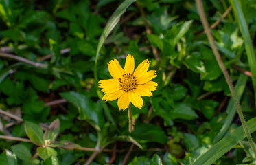 Sphagneticola trilobata or Wedelia Beautiful