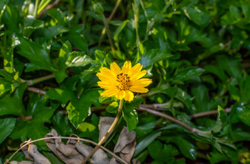 Sphagneticola trilobata or Wedelia Beautiful