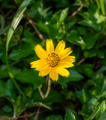 Sphagneticola trilobata or Wedelia Beautiful