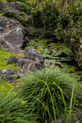 small pond in the park with lots of lotus leaves floating on the surface