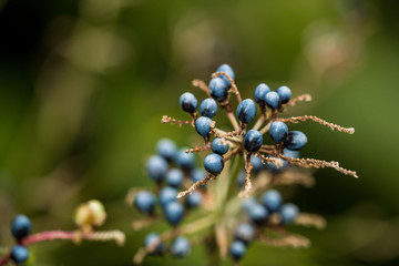 tiny dark purple berries on the tip of the branch with creamy background